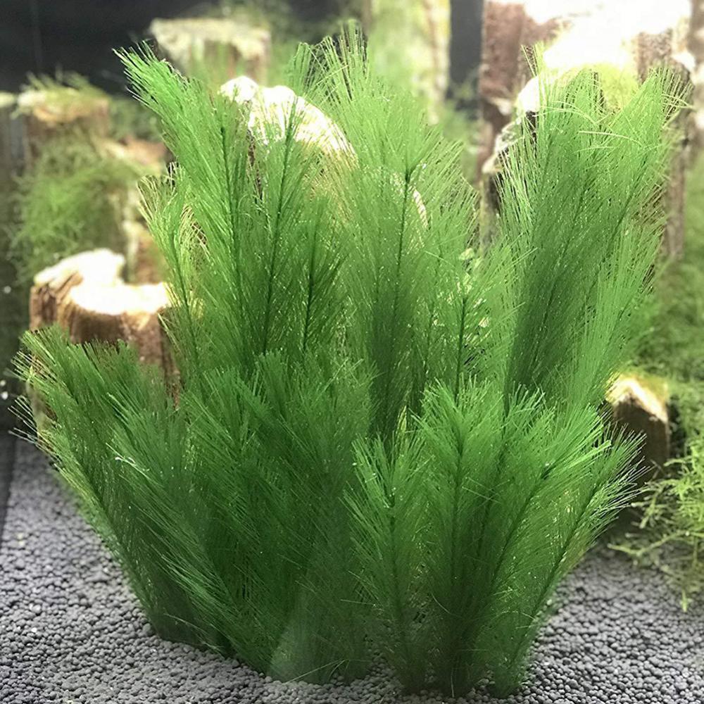 Aquarium Plant Live - 1/3 Uds 28/40cm acuario pecera hierba