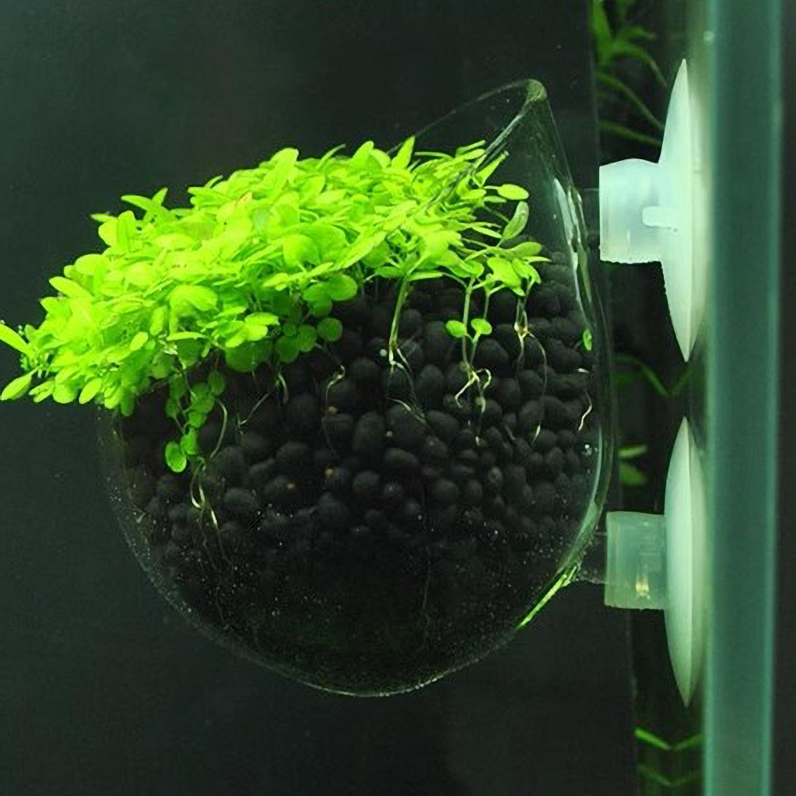 Aquarium Plant Live - Soporte para Plantas de Acuario, Maceta