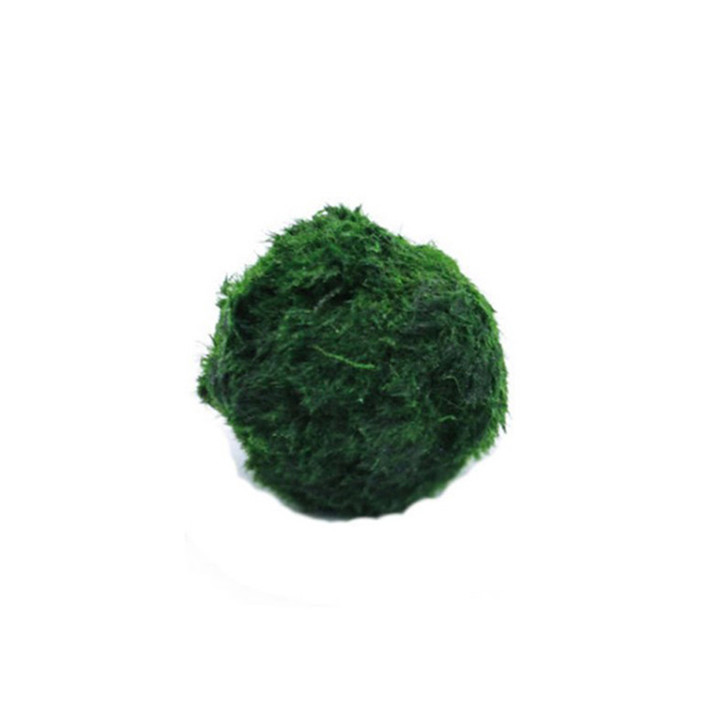 Aquarium Plant Echinodorus - Bolas de Musgo Marimo Vivas de