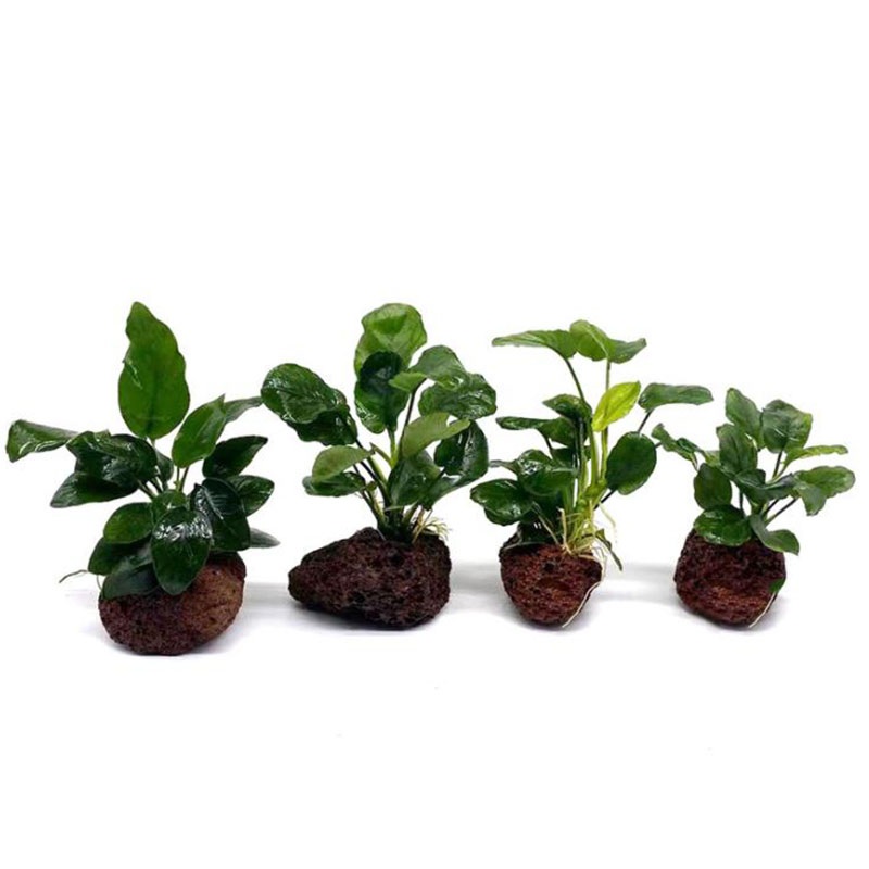 Decoración de acuario volcánic - Aquarium Plant Live reseña y precio