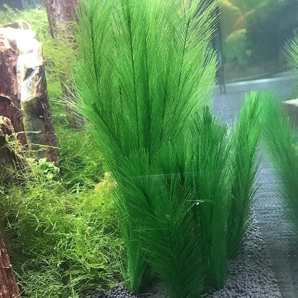 1/3 Uds 28/40cm acuario pecera - Aquarium Plant Live reseña y precio