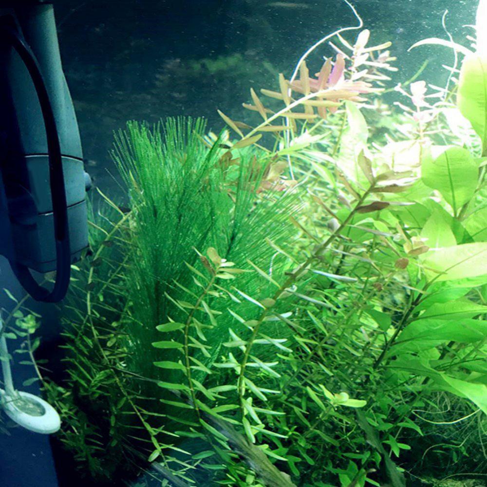 1/3 Uds 28/40cm acuario pecera - Aquarium Plant Live reseña y precio