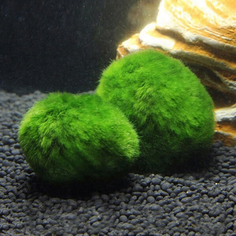 1 Pieza de Bolas de Musgo de 3 - Aquarium Plant Echinodorus reseña y precio