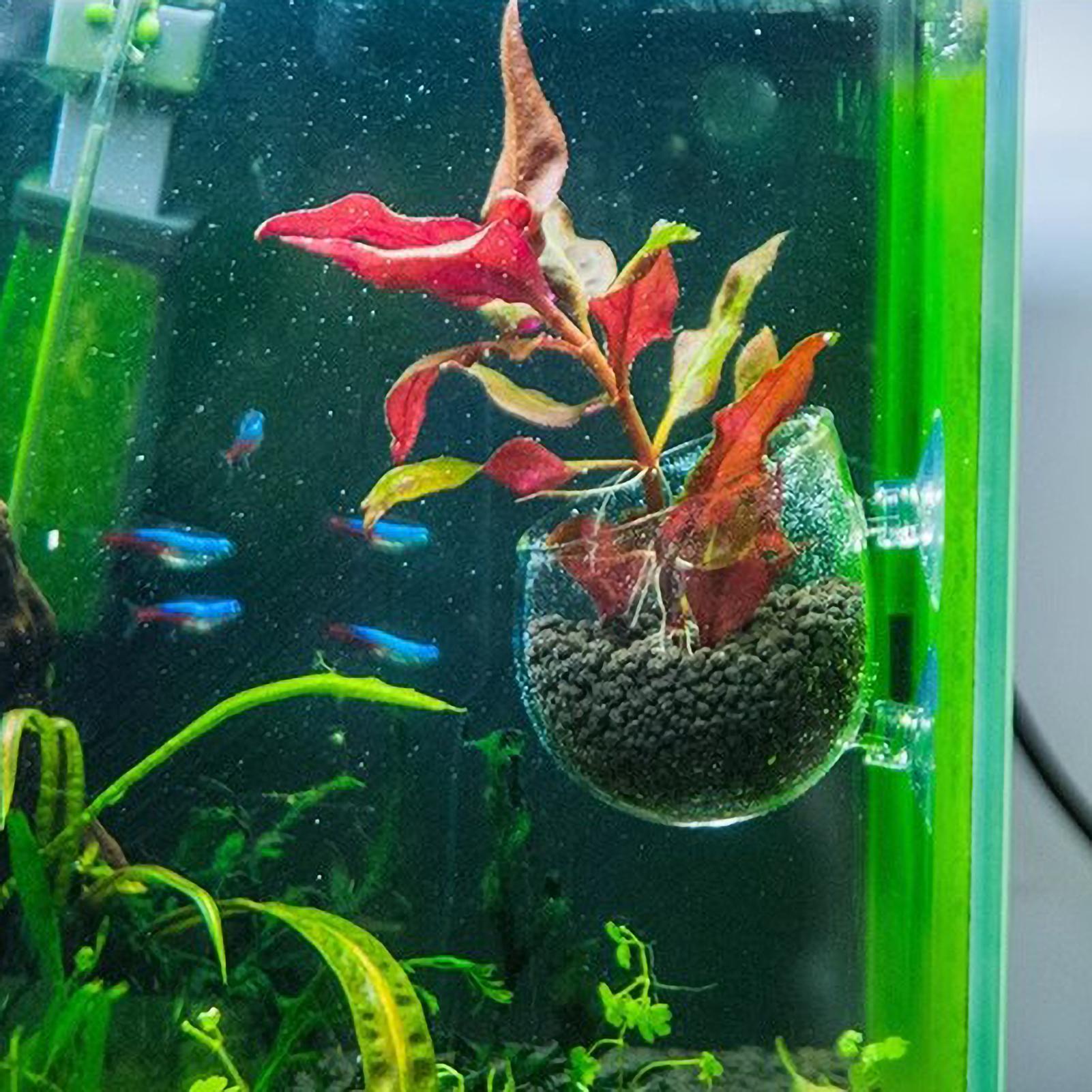 Soporte para Plantas de Acuari - Aquarium Plant Live reseña y precio
