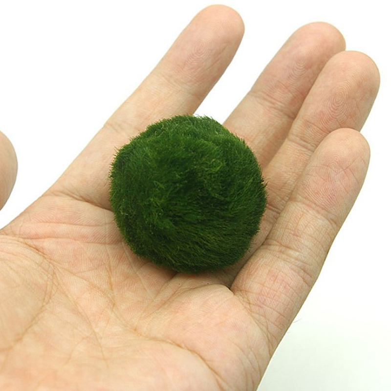 Bolas de musgo Marimo de 3-4cm - Aquarium Plant Echinodorus reseña y precio