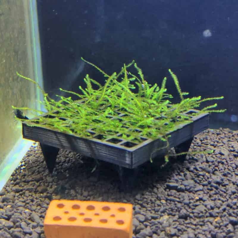 Cesta para Musgo de Acuario, S - Aquarium Plant Echinodorus reseña y precio