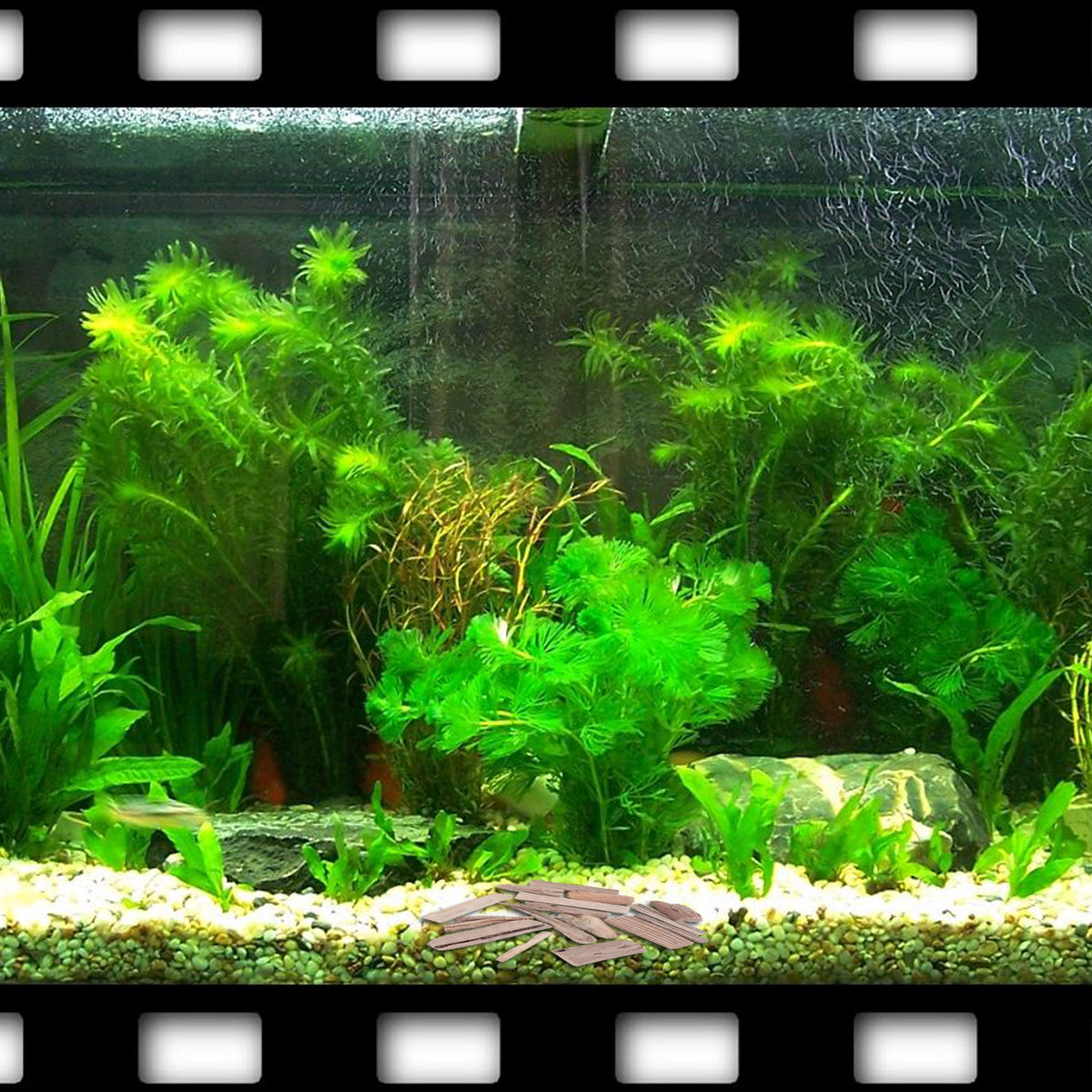 30 Piezas de Madera Natural pa - Planted Aquarium Ph reseña y precio