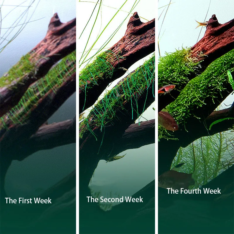 Decoración de madera flotante  - Aquarium Plant Echinodorus reseña y precio