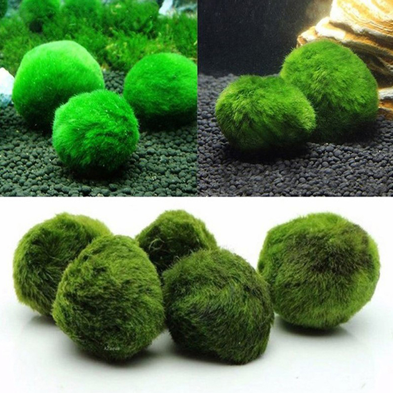Bolas de Musgo Marimo de 3-4 c - Aquarium Plant Echinodorus reseña y precio