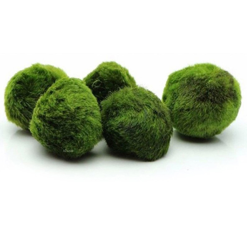 Bolas de Musgo Marimo de 3-4 c - Aquarium Plant Echinodorus reseña y precio