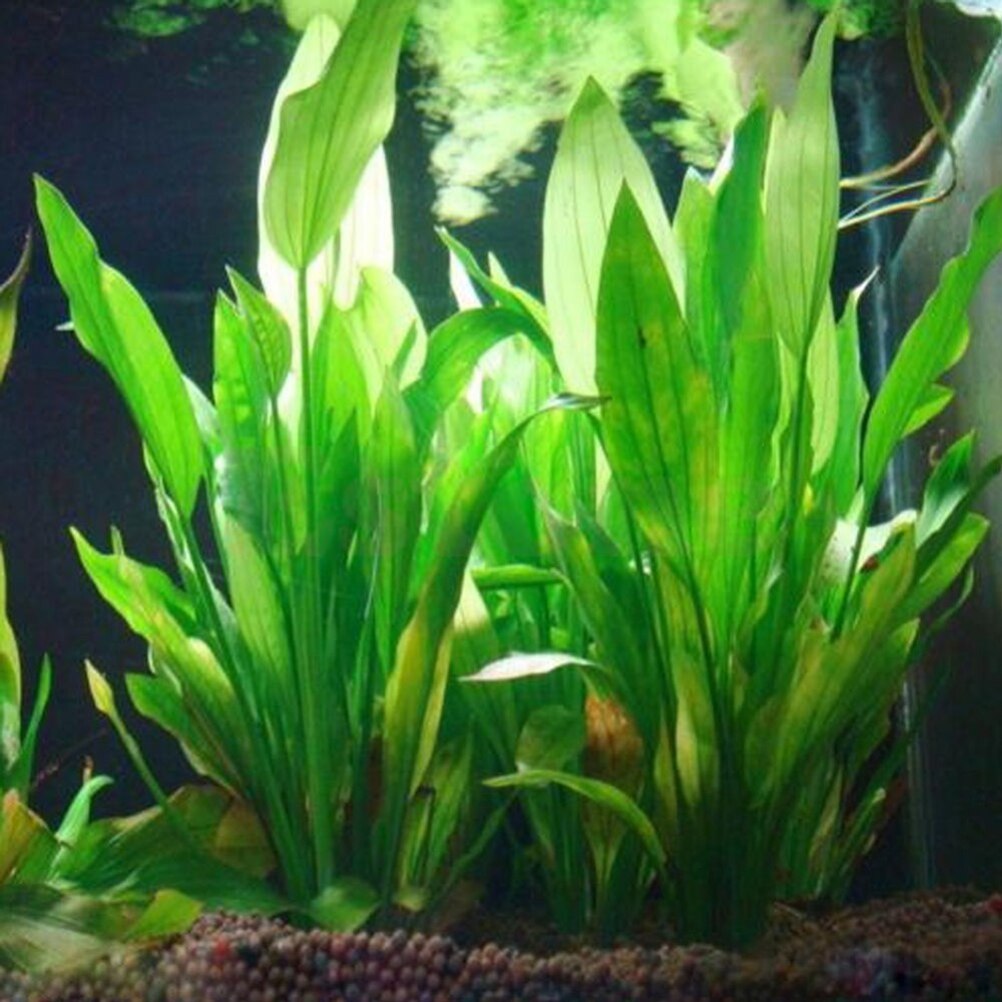 Plantas artificiales de decora - Aquarium Plant Live reseña y precio