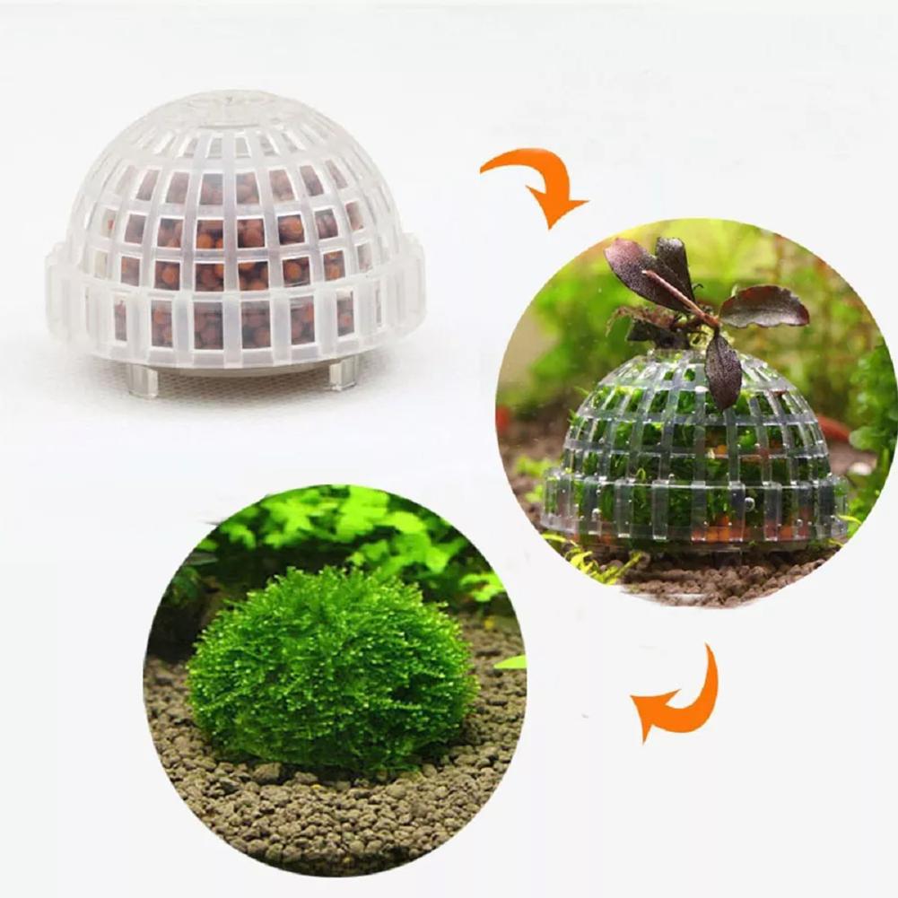 Suministros acuáticos para mas - Aquarium Plant Echinodorus reseña y precio